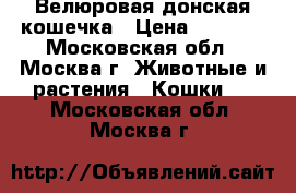 Велюровая донская кошечка › Цена ­ 7 000 - Московская обл., Москва г. Животные и растения » Кошки   . Московская обл.,Москва г.